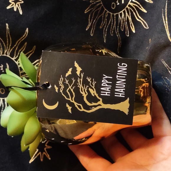 golden skull succulent 💀 - Picture 6 of 7